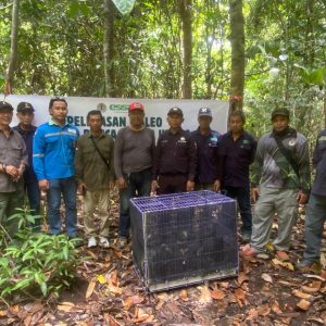 Sejak Tahun 2016, Essa PT Panca Amara Utama Sukses Lepasliarkan 411 Anakan Maleo ke Kawasan Suaka Margasatwa Bakiriang