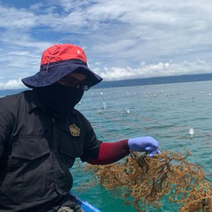 Dosen Unismuh Luwuk Banggai Lakukan Monitoring Pertumbuhan dan Kesehatan Rumput Laut di Desa Sama Jatem