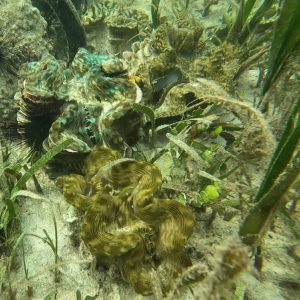 Kima di Banggai Terancam Punah, Dosen Unismuh Luwuk Soroti Meningkatnya Perdagangan Daging dan Cangkang